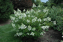 Unique Hydrangea (Hydrangea paniculata 'Unique') at The Green Spot Home & Garden