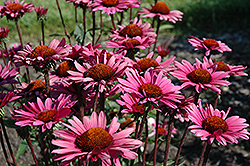 Fatal Attraction Coneflower (Echinacea purpurea 'Fatal Attraction') at The Green Spot Home & Garden