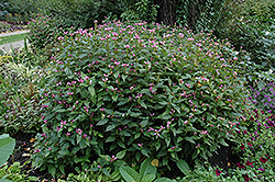 Pink Turtlehead (Chelone obliqua) at The Green Spot Home & Garden