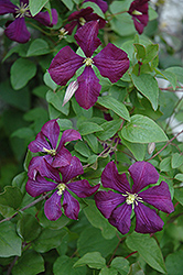 Etoile Violette Clematis (Clematis 'Etoile Violette') at The Green Spot Home & Garden