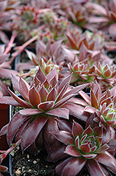Pacific Sexy Hens And Chicks (Sempervivum 'Pacific Sexy') in Brandon ...
