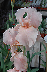 Magical Encounter Iris (Iris 'Magical Encounter') at The Green Spot Home & Garden