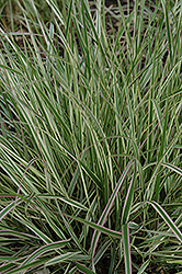Variegated Reed Grass (Calamagrostis x acutiflora 'Overdam') at The Green Spot Home & Garden