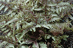 Red Beauty Painted Fern (Athyrium nipponicum 'Red Beauty') at The Green Spot Home & Garden