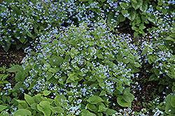 Siberian Bugloss (Brunnera macrophylla) at The Green Spot Home & Garden