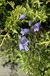 Bavaria Blue Creeping Bellflower (Campanula cochleariifolia 'Bavaria Blue') at The Green Spot Home & Garden