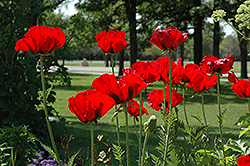 Beauty of Livermere Poppy (Papaver orientale 'Beauty of Livermere') at The Green Spot Home & Garden