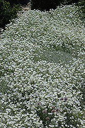 Snow-In-Summer (Cerastium tomentosum) at The Green Spot Home & Garden