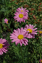 Robinson's Pink Painted Daisy (Tanacetum coccineum 'Robinson's Pink') at The Green Spot Home & Garden