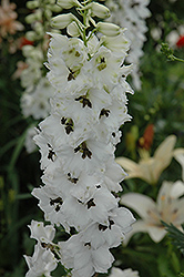 Magic Fountains White Dark Bee Larkspur (Delphinium 'Magic Fountains White Dark Bee') at The Green Spot Home & Garden