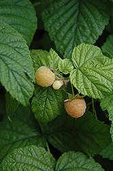 Fall Gold Raspberry (Rubus 'Fall Gold') at The Green Spot Home & Garden