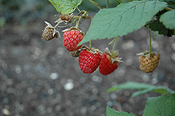 Double Delight Raspberry (Rubus 'Double Delight') at The Green Spot Home & Garden