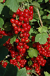 Red Lake Red Currant (Ribes rubrum 'Red Lake') at The Green Spot Home & Garden
