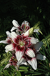 Cappuccino Lily (Lilium 'Cappuccino') at The Green Spot Home & Garden