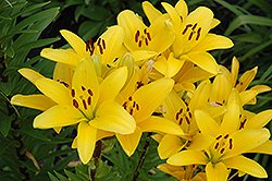 Gironde Lily (Lilium 'Gironde') at The Green Spot Home & Garden