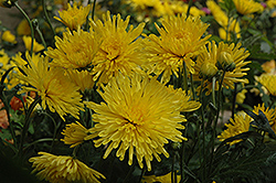 Suncatcher Chrysanthemum (Chrysanthemum 'Suncatcher') at The Green Spot Home & Garden