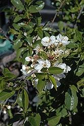 Romeo Cherry (Prunus 'Romeo') at The Green Spot Home & Garden