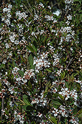 Black Nanking Cherry (Prunus tomentosa 'Nigra') at The Green Spot Home & Garden