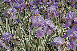 Variegated Sweet Iris (Iris pallida 'Variegata') at The Green Spot Home & Garden