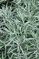 Silver Queen Artemisia (Artemisia ludoviciana 'Silver Queen') at The Green Spot Home & Garden