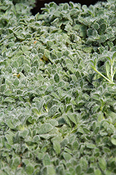 Alpine Mouse Ears (Cerastium alpinum) at The Green Spot Home & Garden