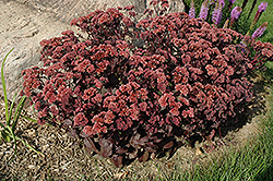 Purple Emperor Stonecrop (Sedum 'Purple Emperor') at The Green Spot Home & Garden