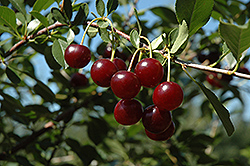 Carmine Jewel Cherry (Prunus 'Carmine Jewel') at The Green Spot Home & Garden