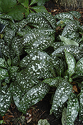 Trevi Fountain Lungwort (Pulmonaria 'Trevi Fountain') at The Green Spot Home & Garden