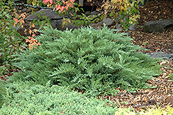 Moor-Dense Juniper (Juniperus sabina 'Monard') at The Green Spot Home & Garden