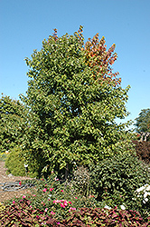 Sienna Glen Maple (Acer x freemanii 'Sienna') at The Green Spot Home & Garden