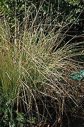 Blue Arrows Rush (Juncus inflexus 'Blue Arrows') at The Green Spot Home & Garden