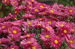 Lavender Daisy Chrysanthemum (Chrysanthemum 'Lavender Daisy') at The Green Spot Home & Garden