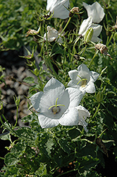 White Uniform Bellflower (Campanula carpatica 'White Uniform') at The Green Spot Home & Garden