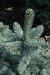 Baby Blue Eyes Spruce (Picea pungens 'Baby Blue Eyes') at The Green Spot Home & Garden