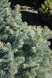 Sester Dwarf Blue Spruce (Picea pungens 'Sester Dwarf') at The Green Spot Home & Garden
