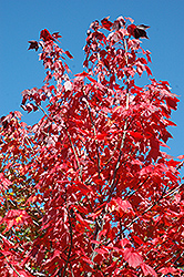 Northwood Red Maple (Acer rubrum 'Northwood') at The Green Spot Home & Garden