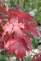 Scarlet Jewel Red Maple (Acer rubrum 'Bailcraig') at The Green Spot Home & Garden