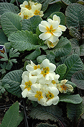 Wanda Primrose (Primula 'Wanda') at The Green Spot Home & Garden