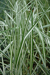 Avalanche Reed Grass (Calamagrostis x acutiflora 'Avalanche') at The Green Spot Home & Garden