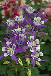 Winky Blue And White Columbine (Aquilegia 'Winky Blue And White') at The Green Spot Home & Garden