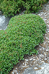 Dwarf Oregano (Origanum vulgare 'Compactum') at The Green Spot Home & Garden