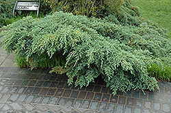 Blue Carpet Juniper (Juniperus squamata 'Blue Carpet') at The Green Spot Home & Garden