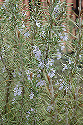 Arp Rosemary (Rosmarinus officinalis 'Arp') at The Green Spot Home & Garden