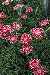 Spotty Pinks (Dianthus 'Spotty') at The Green Spot Home & Garden