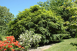 Korean Maple (Acer pseudosieboldianum) at The Green Spot Home & Garden