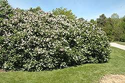 Late Lilac (Syringa villosa) at The Green Spot Home & Garden