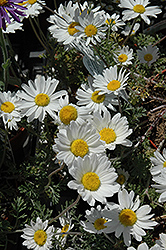 Snow Carpet Marguerite Daisy (Anthemis 'Snow Carpet') at The Green Spot Home & Garden