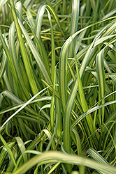 El Dorado Feather Reed Grass (Calamagrostis x acutiflora 'El Dorado') at The Green Spot Home & Garden