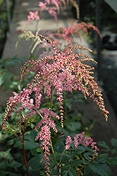 Ostrich Plume Astilbe (Astilbe x arendsii 'Ostrich Plume') at The Green Spot Home & Garden