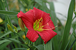 Little Business Daylily (Hemerocallis 'Little Business') at The Green Spot Home & Garden